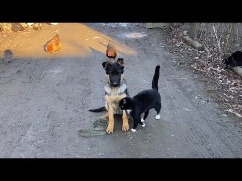 Команда сидеть/железная выдержка с раздражителями смотреть онлайн