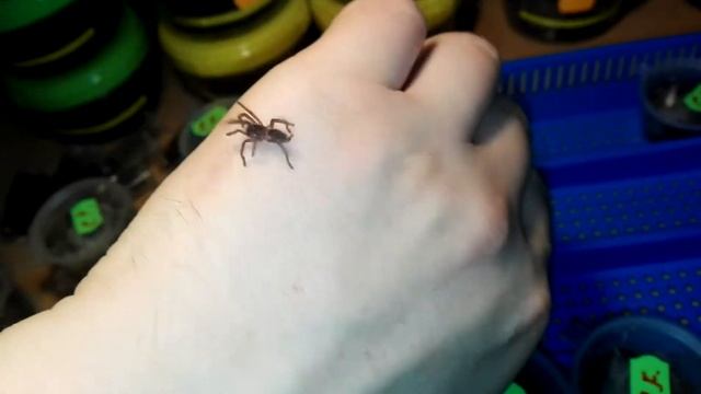 Thork's Birdeaters. Chilobrachys Fimbriatus Juvenile on a walk. смотреть онлайн