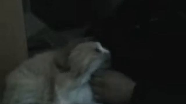 Дикий перец смотреть онлайн