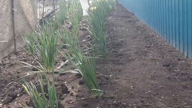 ЖУРАВЛЬ В НЕБЕ И НЕ ТОЛЬКО.ПОКУПКИ ДЛЯ САДА И ОГОРОДА смотреть онлайн