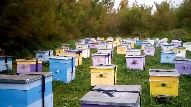 Осень на пасеке, 2019 смотреть онлайн