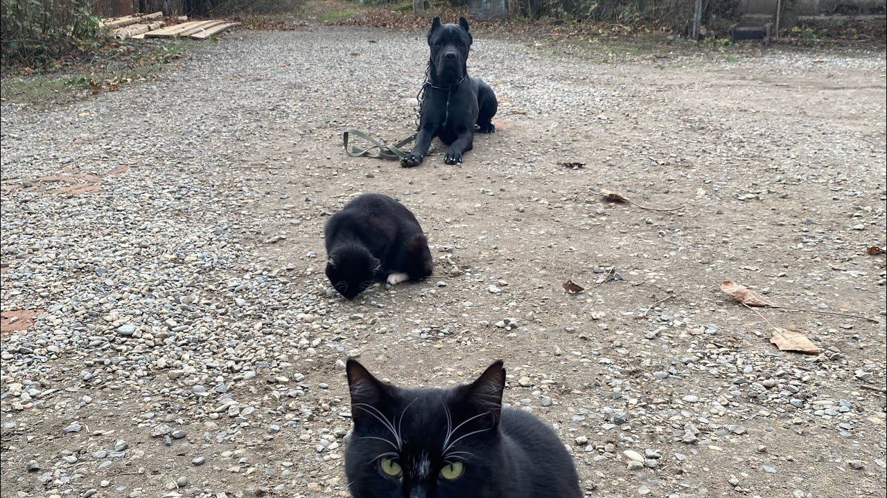 Кане-корсо Титан с Котами / ЖЕЛЕЗНАЯ ВЫДЕРЖКА смотреть онлайн