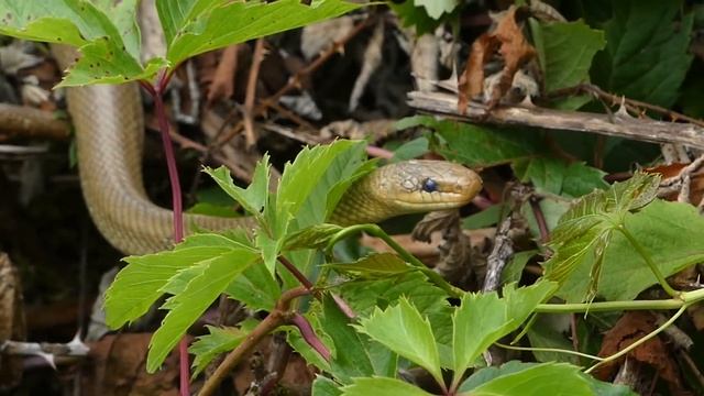 Les couleuvres (tessellée, d'esculape, coronelle lisse, à collier) filmées en Suisse // Swiss snake смотреть онлайн