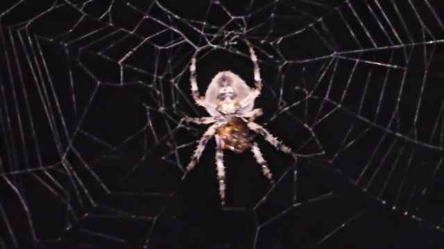 ভয়ঙ্কর মাকড়শা | কি ভাবে গিলে খাচ্ছে | Spider The Hunter.... смотреть онлайн