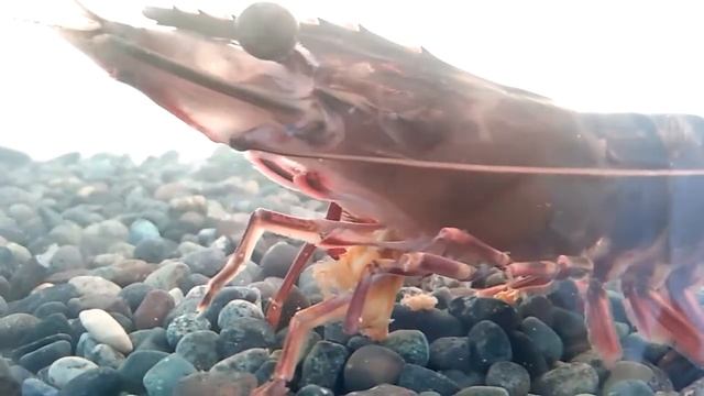 Black tiger shrimp Penaeus monodon feeding on mussel смотреть онлайн