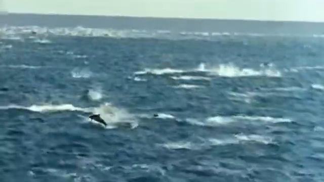 Calypso смотреть онлайн