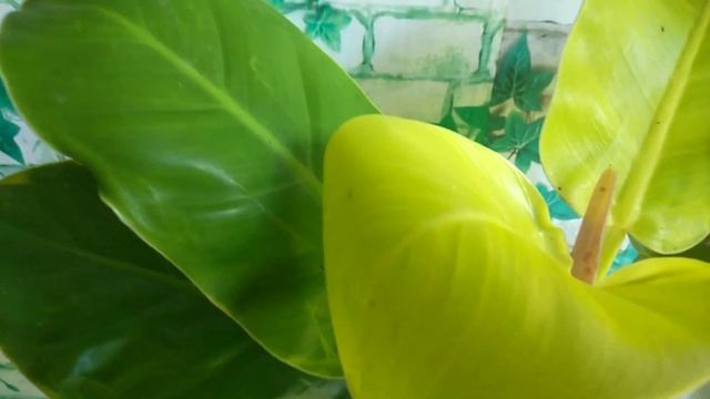 Philodendron Moonlight