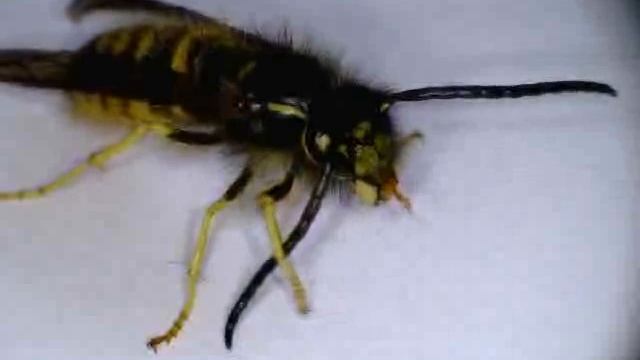 Male Wasp, Paravespula vulgaris having a wash: cute! смотреть онлайн