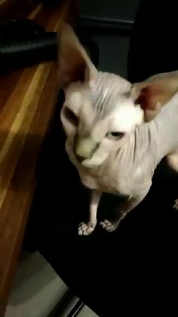 сфинкс Берта вечером смотреть онлайн