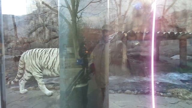 Moscow Zoo White Bengal Tiger & Polina 18 марта Поля и БЕнгальская Тигрица Кале смотреть онлайн