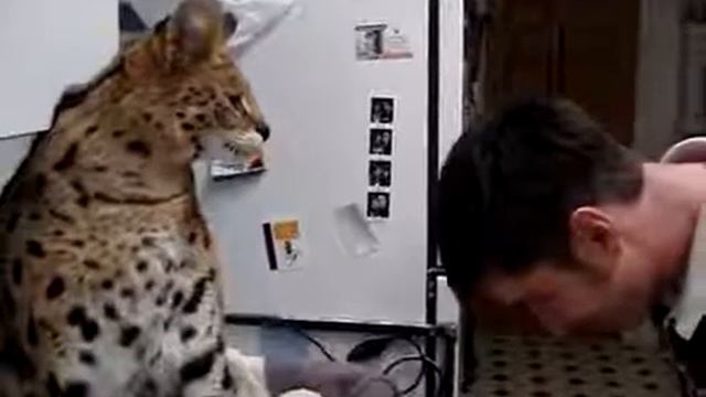 Популярно_ Котэ тигр смотреть онлайн