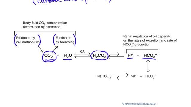 The bicarbonate buffer system смотреть онлайн
