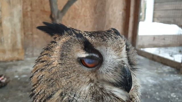 Он так близко! Его прям на ручки хочется взять или обнять! #филиппфилиппыч #nature #owl #animals смотреть онлайн