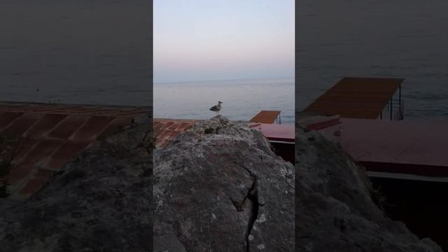 Крым, Мисхор 2019. Чайка Валера и кот Васька смотреть онлайн