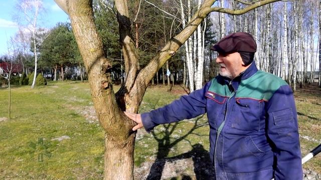 Jak przyciąć catalpę? смотреть онлайн