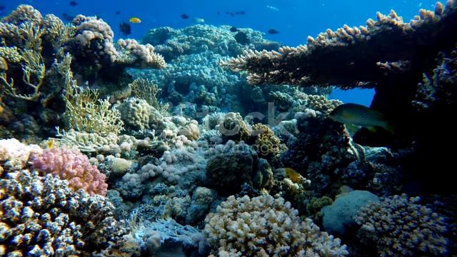 Жизнь в океане. Тропические рыбы смотреть онлайн
