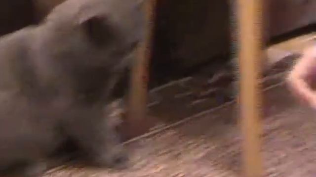 Котёнок и майский жук. смотреть онлайн