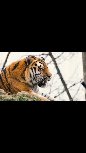 Tiger | Tiger video | world #shorts #tiger #tigervideo #tigermovie #world #animals #nature | Part смотреть онлайн