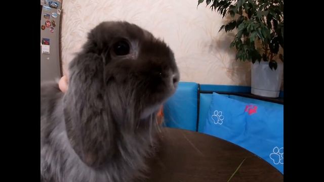 Ванюшка и Кнопа играют...A boy and a rabbit play...一个男孩和一只兔子玩 смотреть онлайн