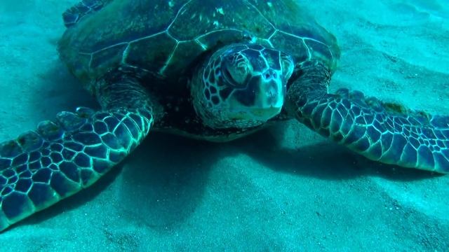Diving in Molokini and 5 Caves, Maui смотреть онлайн