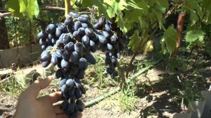 Виноград сорта Академик (Памяти Дженеева)