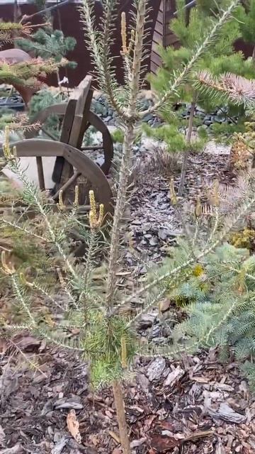 Pinus sylv. “ Араукария Дмитрия Калиновского» = pinus sylv. f. Brevifolia💚🌲💚 22.05.23. смотреть онлайн