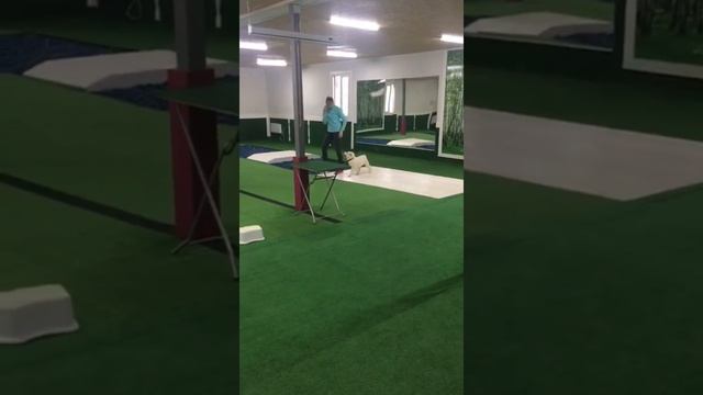 Выпускница питомника Тимерташ Яжердана (Москва) 2 месяца По всем вопросам +790488818 viber WhatsApp смотреть онлайн