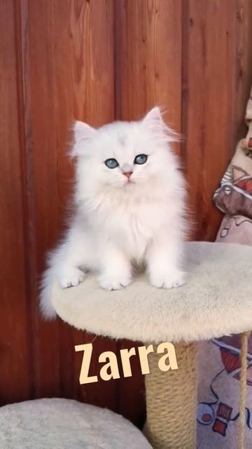 Zarra, девочка британской серебристой шиншиллы. BLH NS11 смотреть онлайн