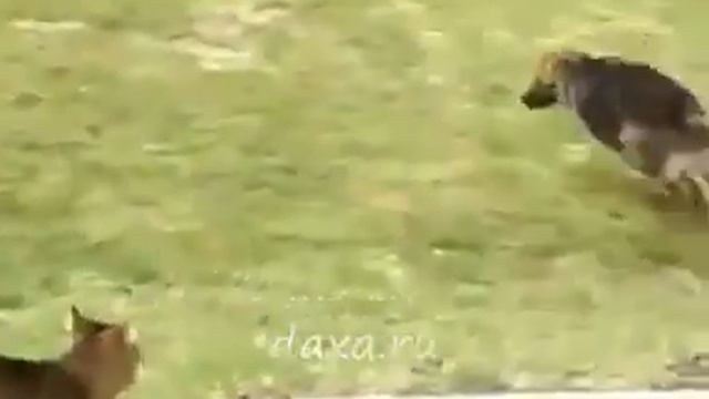 Кошачий дрифт смотреть онлайн