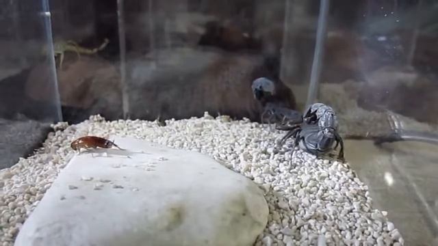 Androctonus Bicolor Mating смотреть онлайн