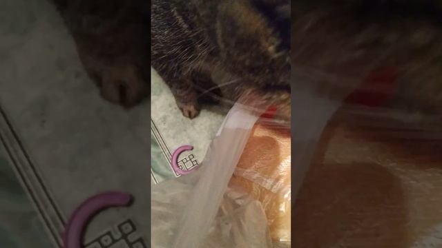 #cat #котики #ставьтелайки Мама пришла с работы!👍🏻 суббота смотреть онлайн