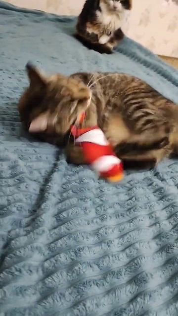 Мышку ам,никому не дам) #котик #коты #кошки #кот #кошка #cat #топ #love смотреть онлайн