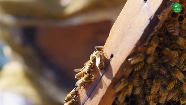 Цивилизация Пчёл