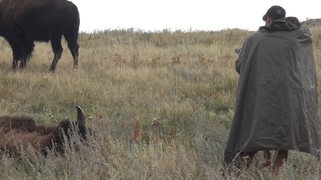 Herman's Bison Hunt Video