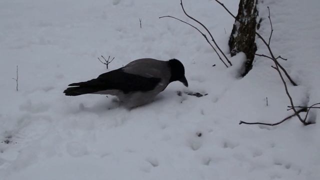 О птичках смотреть онлайн