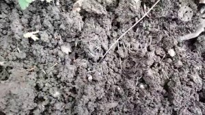 Посев однолетних цветов в открытый грунт.