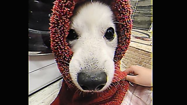 Винтаж - Неистовый зверь траблы дым адреналин(edit) смотреть онлайн