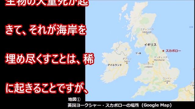 英国ヨークシャーで何百万匹のコガネムシのような昆虫が海岸に出現 смотреть онлайн