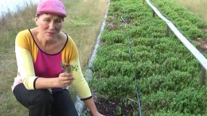 Как правильно ухаживать за брусникой