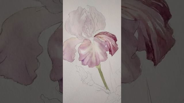 How to paint an iris with watercolour смотреть онлайн