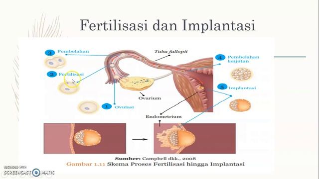 SIKLUS MENSTRUASI, PERKEMBANGAN EMBRIO DAN PENYAKIT смотреть онлайн