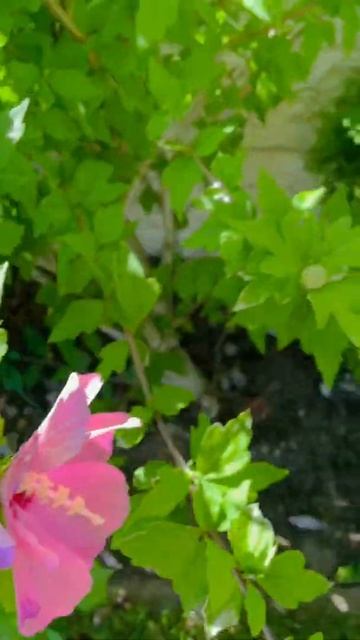 🌺 Hibiscus #Flower Pls Subscribe thank you #Shorts #Videos смотреть онлайн