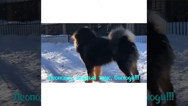 Тибетские мастифы! Весна! Враги вокруг! Паранойя смотреть онлайн