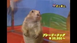 Зловещий взгляд суслика