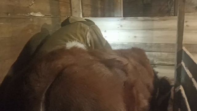 Готовимся к отëлу, переставляем Калину и Феню. Феня дала жару...