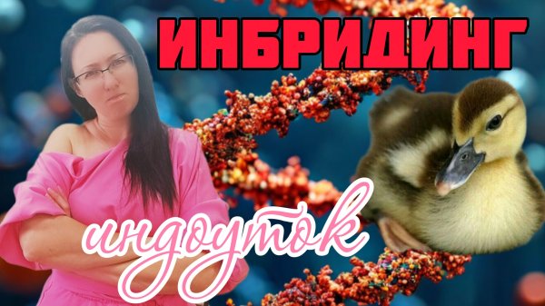 Инбридинг индоутки