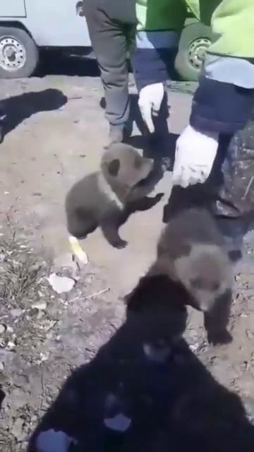 медвежата вышли в село Дубровное #shorts #shortvideo #рекомендации #медведи #рек смотреть онлайн