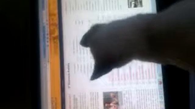 Il gattino Pio a caccia di un topino - Little cat Pio hunting a mouse смотреть онлайн
