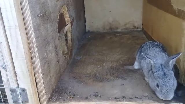 19 - 24 дня крольчатам . Покрываем крольчиху смотреть онлайн