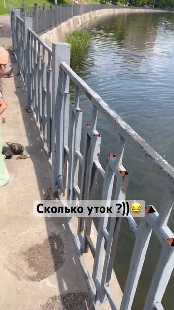#утки #голуби #кормимптиц #пруд #лето #гуляем смотреть онлайн